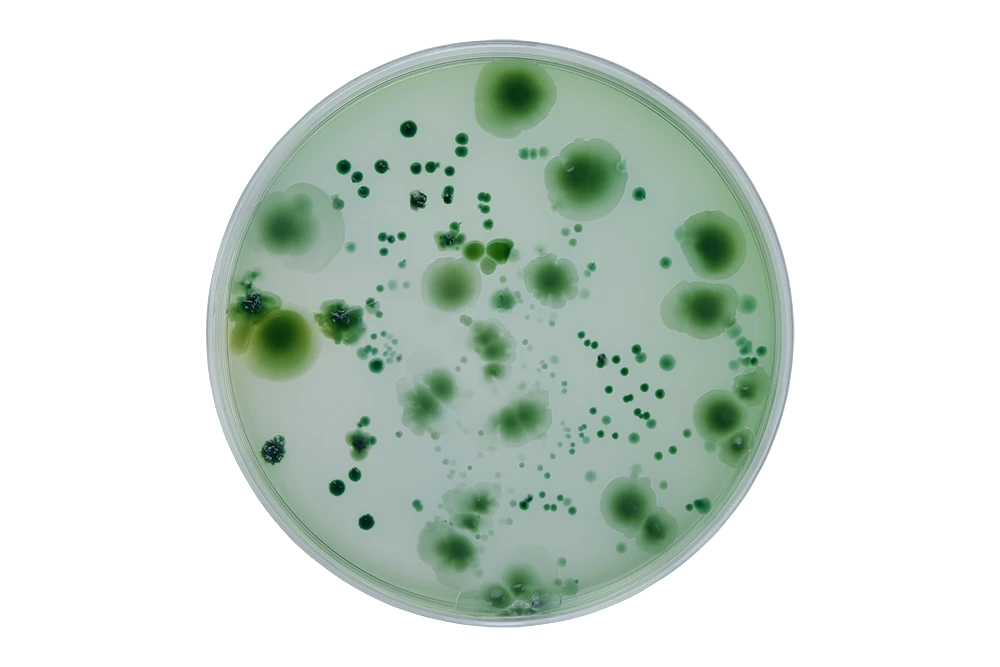 muestra_cell2