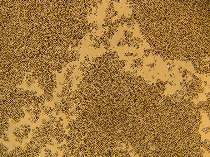 muestra_cell3